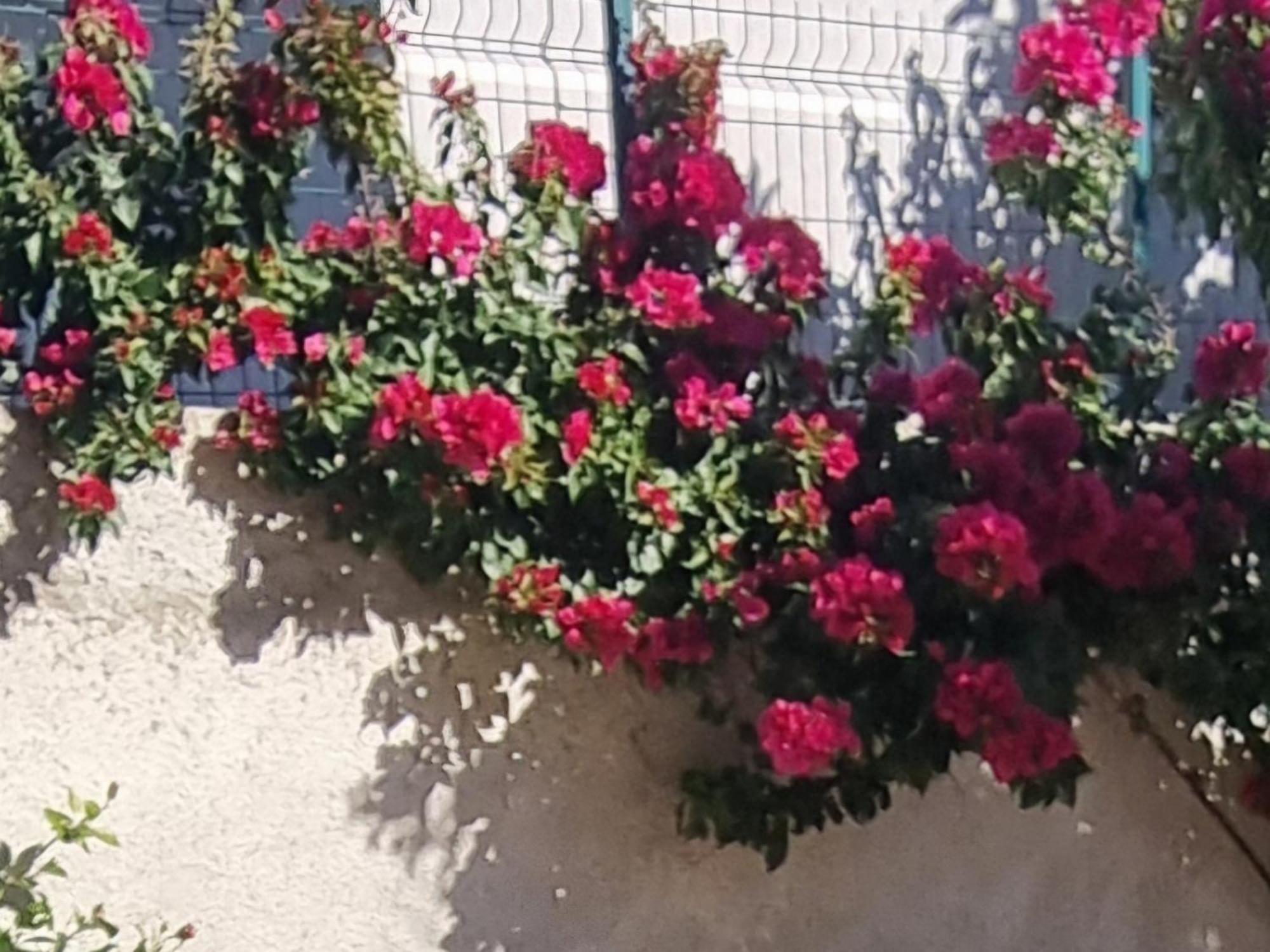 Vlorë Vila Megi-Rent Room מראה חיצוני תמונה